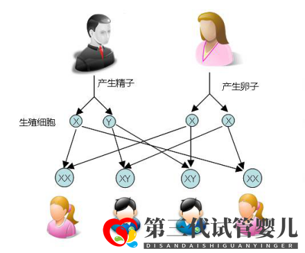 试管婴儿可以做双胞胎选性别吗？(图1)