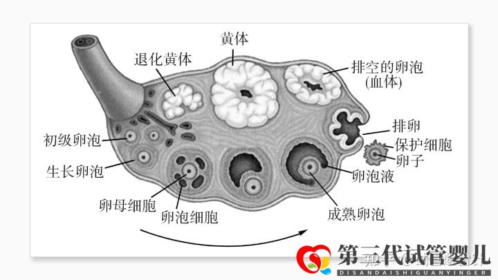 试管婴儿费用大约多少2022年——最全面的费用详解(...(图4)