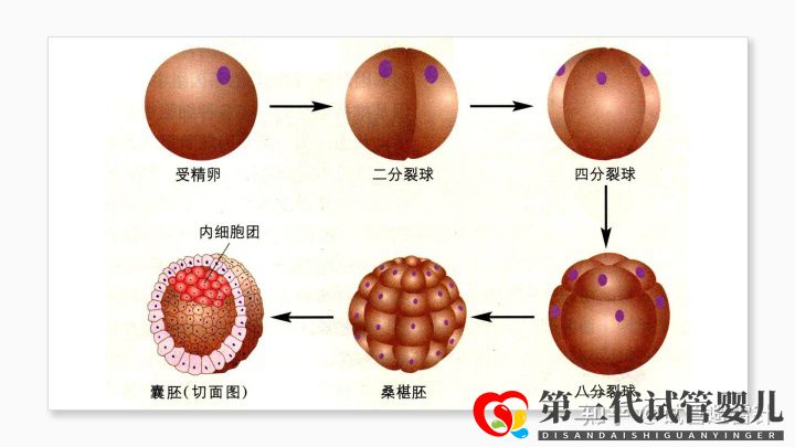 试管婴儿费用大约多少2022年——最全面的费用详解(...(图6)