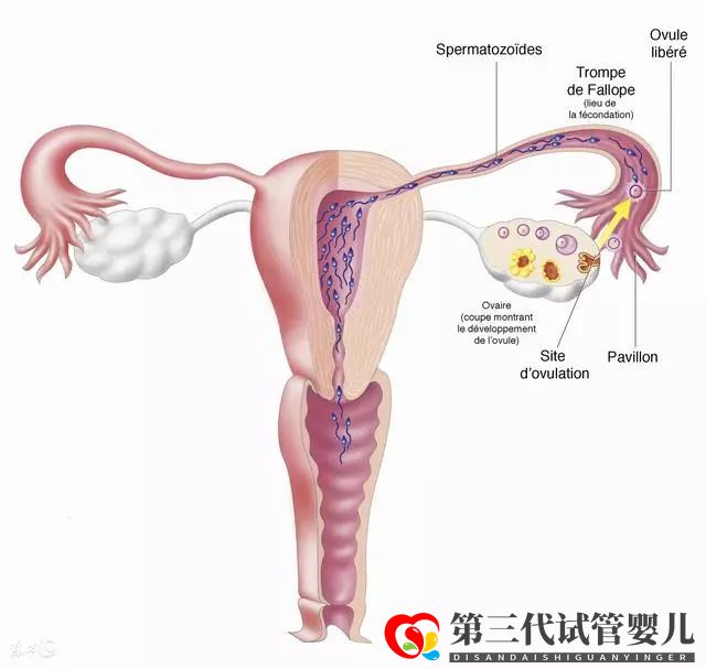 输卵管不通别哭,这几种办法可以帮你成功怀孕(图2)