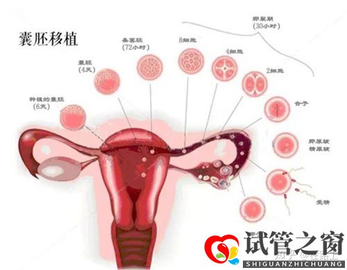囊胚移植后几天能测出怀孕了(图1)