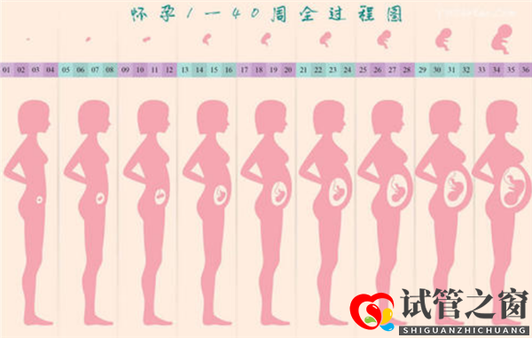 通过试管婴儿移植成功后多久会显肚子(图1)