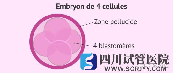 移植胚胎时子宫内膜应该满足哪些条件(图2)