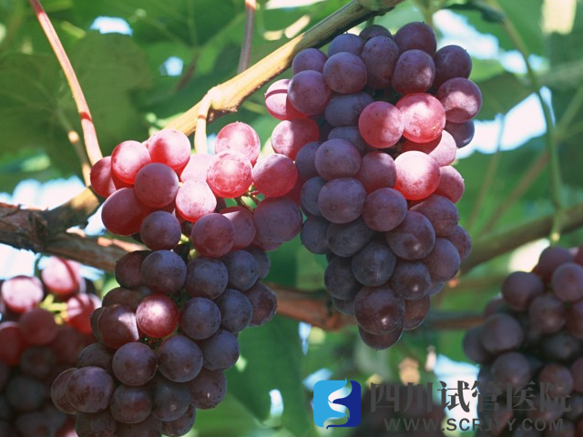 葡萄具有丰富花青素成分