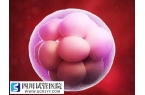 囊胚移植适合所有做试管婴儿的人吗？